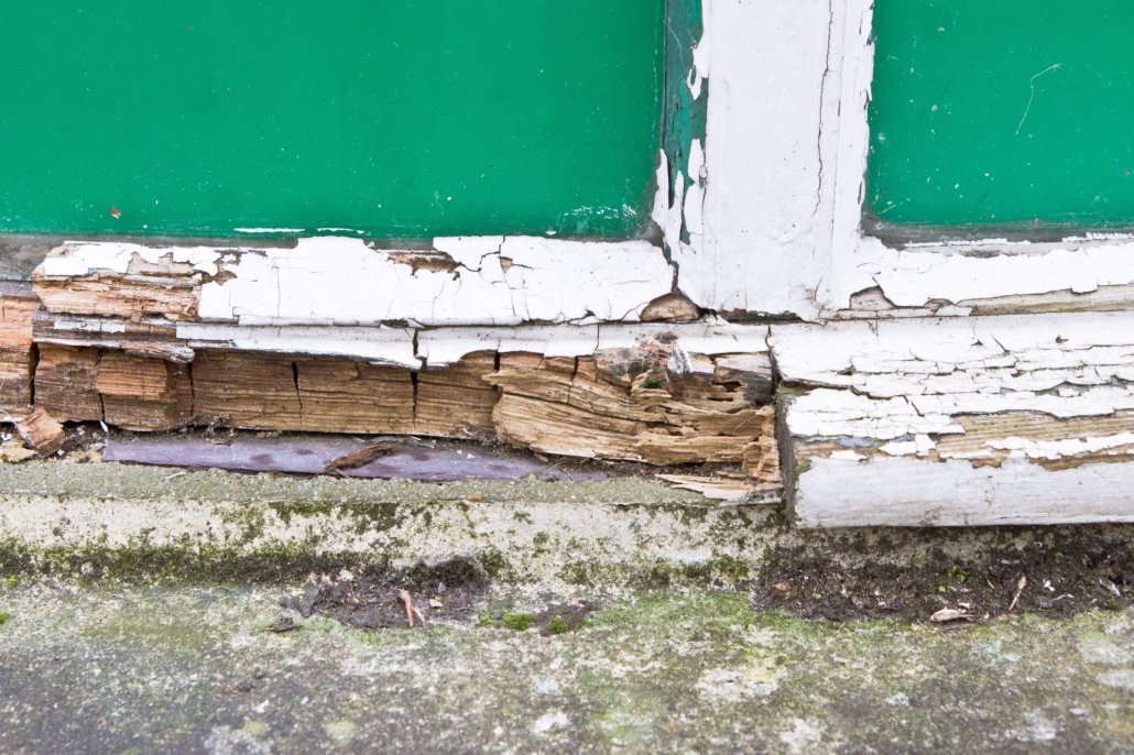 dry rot repair